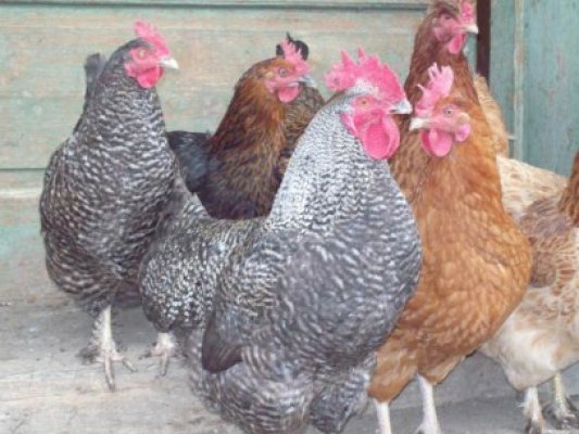 Poliţiştii au recuperat 17 din cele 24 de găini furate de la o fermă